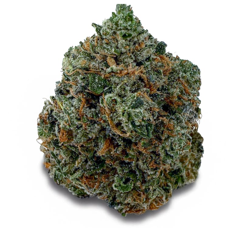 PINK TUNA