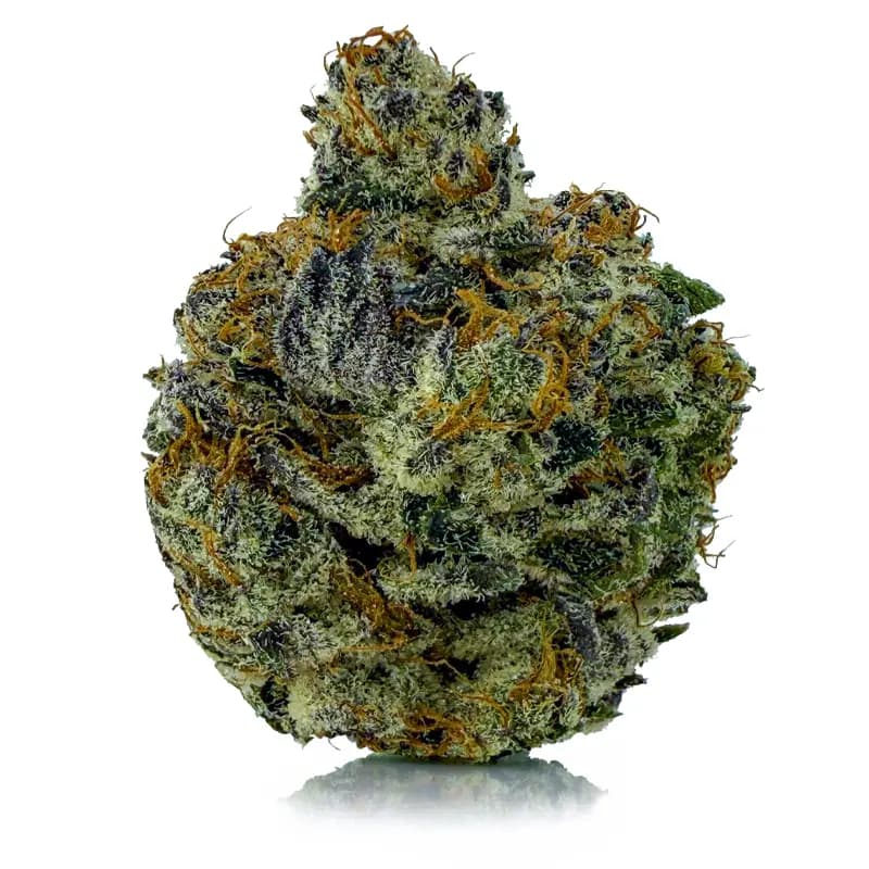 PURPLE SPACE QUEEN