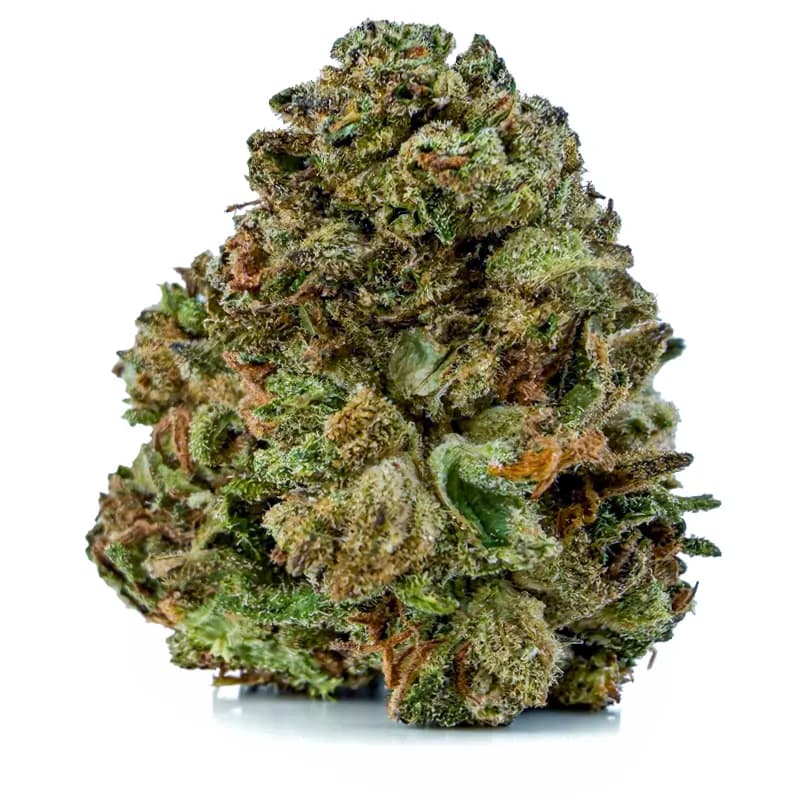 ROYAL GORILLA