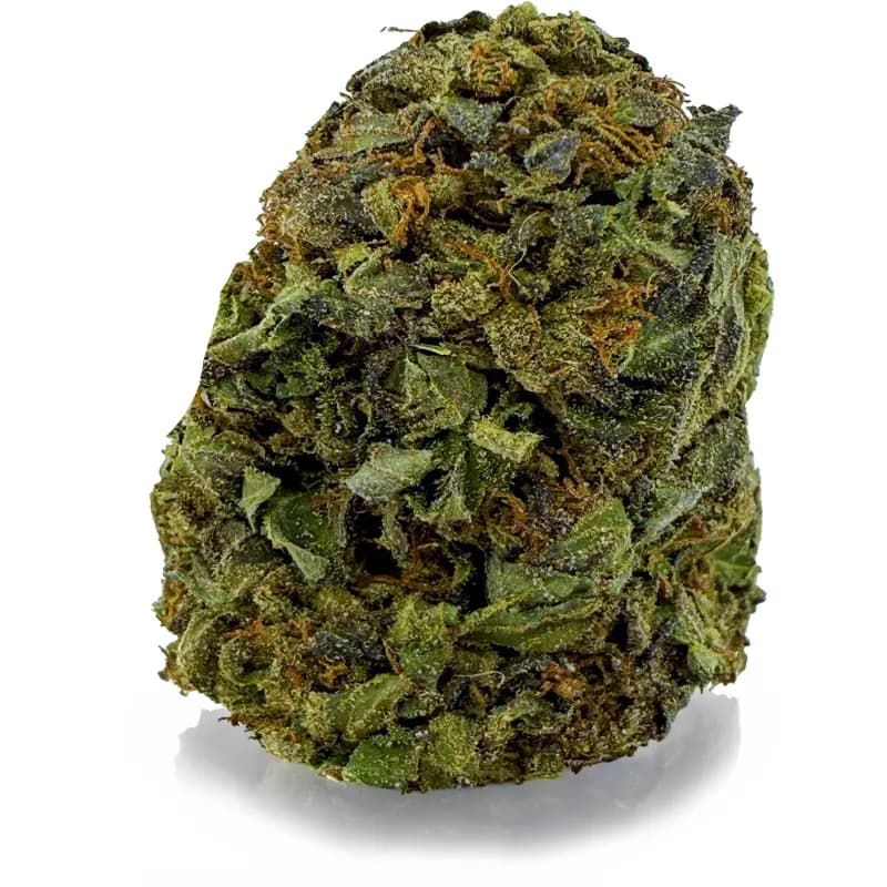 MASTER KUSH